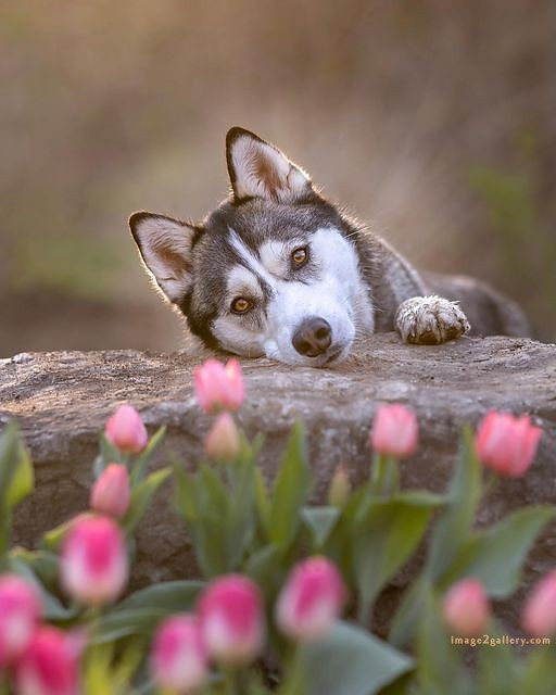 1100+ Dog Images Free Download | Cute Dog Pictures | 543 cute dog photos free -(19)