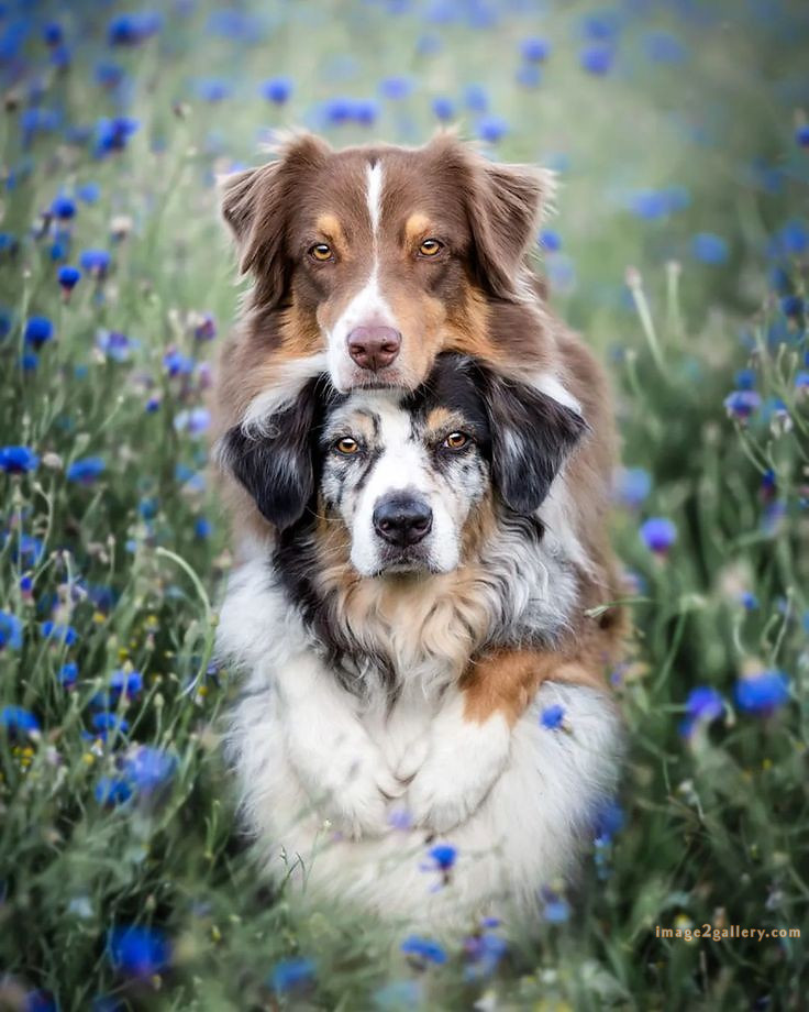 1100+ Dog Images Free Download | Cute Dog Pictures | 542 cute dog photos free -(20)