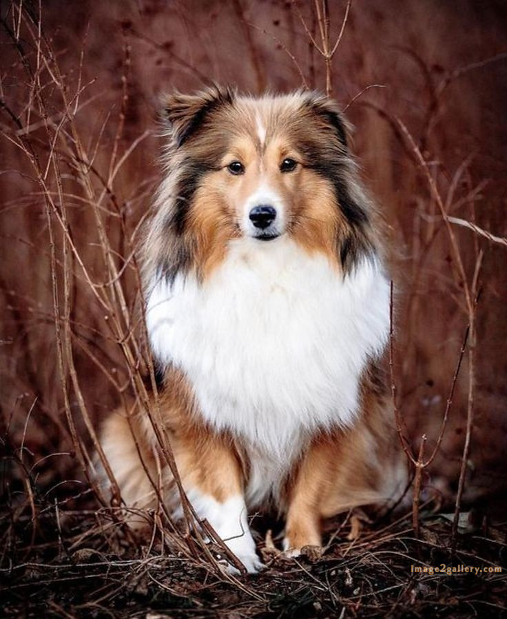 1100+ Dog Images Free Download | Cute Dog Pictures | 541 cute dog photos free -(21)
