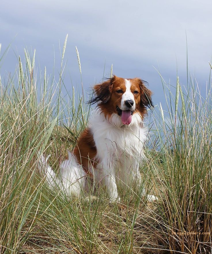 1100+ Dog Images Free Download | Cute Dog Pictures | 559 cute dog photos free -(3)