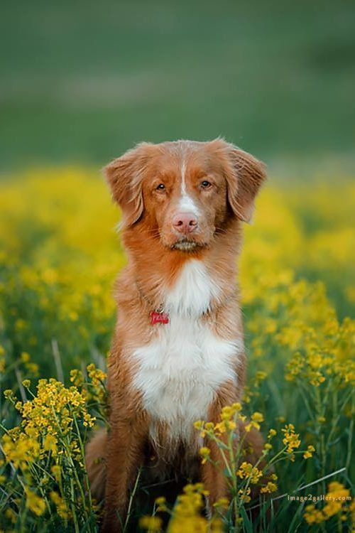 1100+ Dog Images Free Download | Cute Dog Pictures | 557 cute dog photos free -(4)