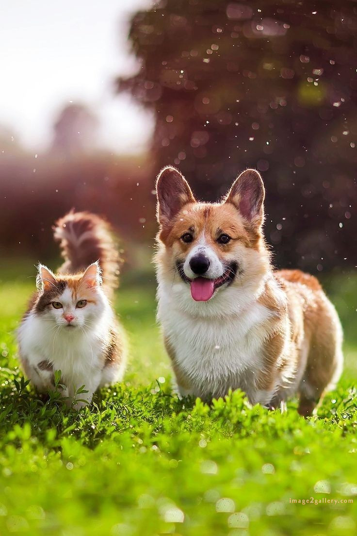 1100+ Dog Images Free Download | Cute Dog Pictures | 558 cute dog photos free -(5)