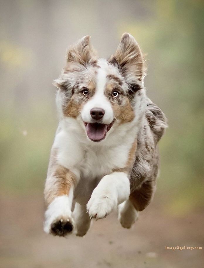 1100+ Dog Images Free Download | Cute Dog Pictures | 555 cute dog photos free -(7)