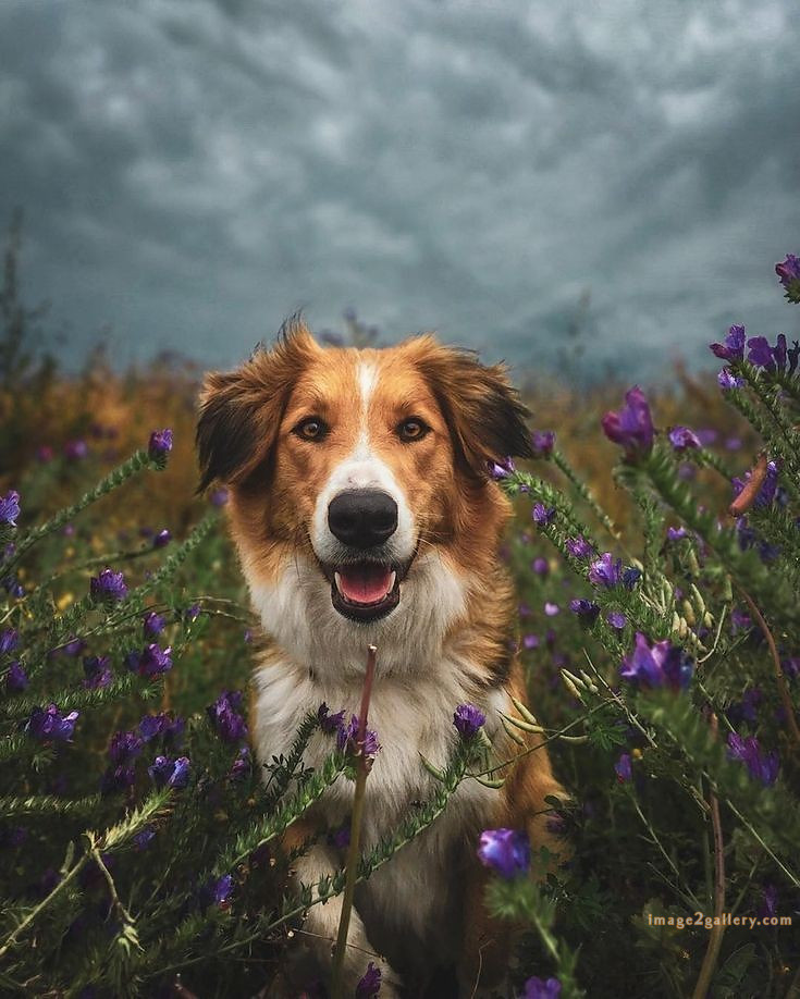 1100+ Dog Images Free Download | Cute Dog Pictures | 550 cute dog photos free -(8)