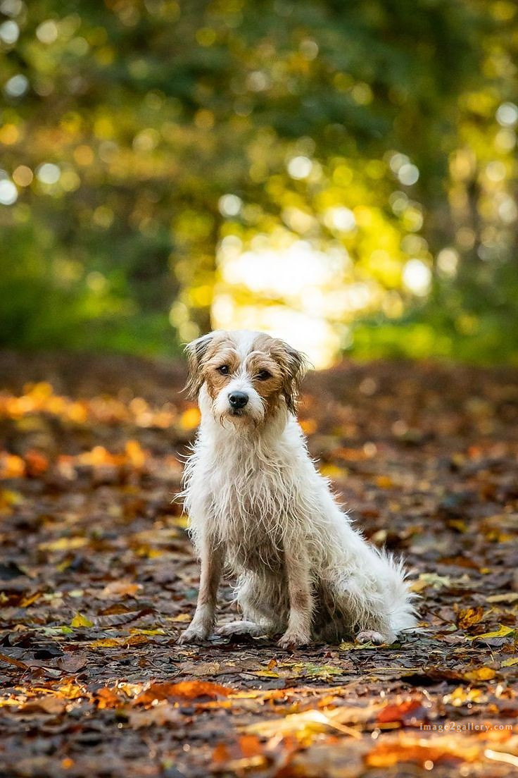 1100+ Dog Images Free Download | Cute Dog Pictures | 551 cute dog photos free -(9)