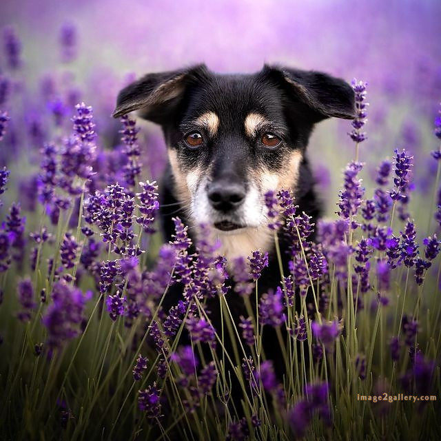 1100+ Dog Images Free Download | Cute Dog Pictures | 515 cute dog photos hd -