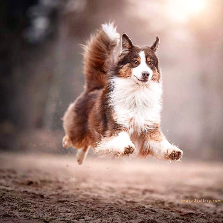 1100+ Dog Images Free Download | Cute Dog Pictures | 530 cute dog photos hd -(10)