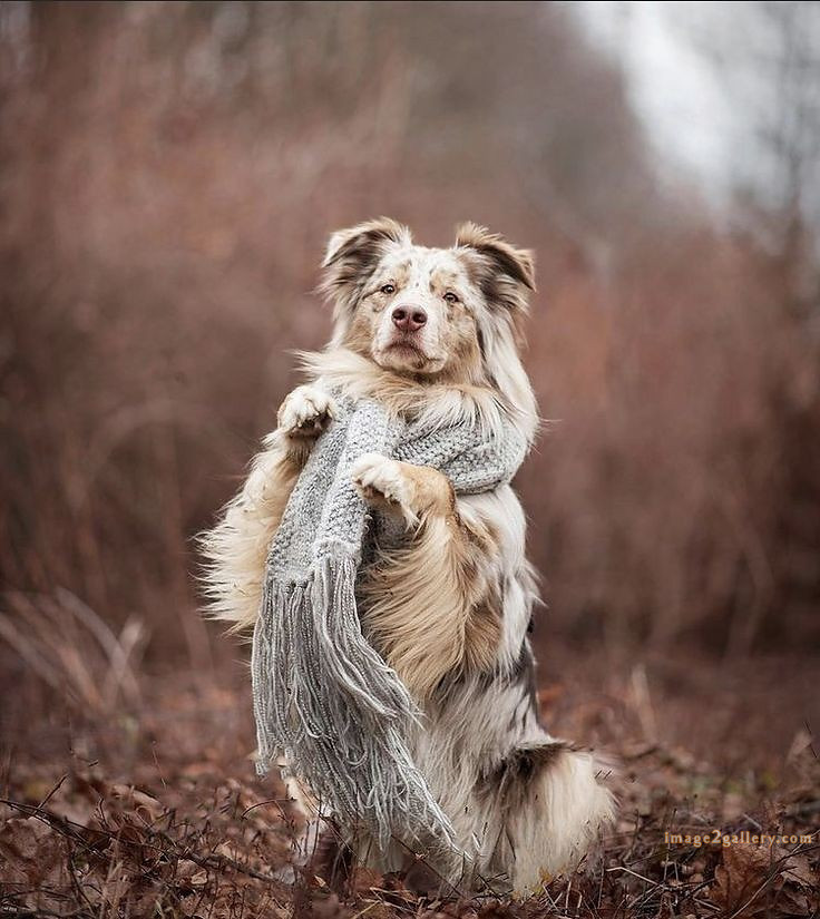 1100+ Dog Images Free Download | Cute Dog Pictures | 525 cute dog photos hd -(11)