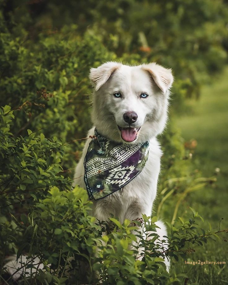 1100+ Dog Images Free Download | Cute Dog Pictures | 526 cute dog photos hd -(12)