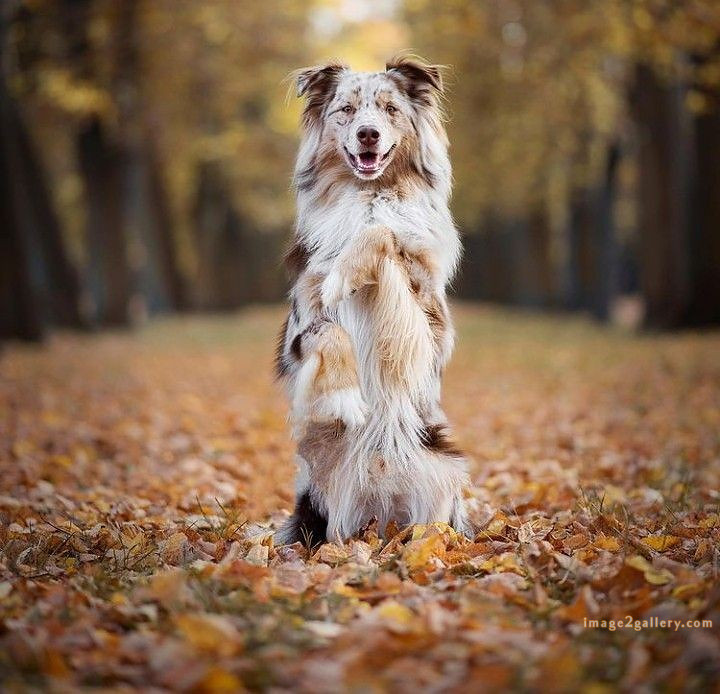 1100+ Dog Images Free Download | Cute Dog Pictures | 527 cute dog photos hd -(13)