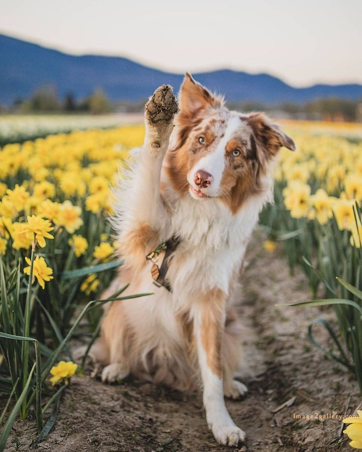 1100+ Dog Images Free Download | Cute Dog Pictures | 528 cute dog photos hd -(14)