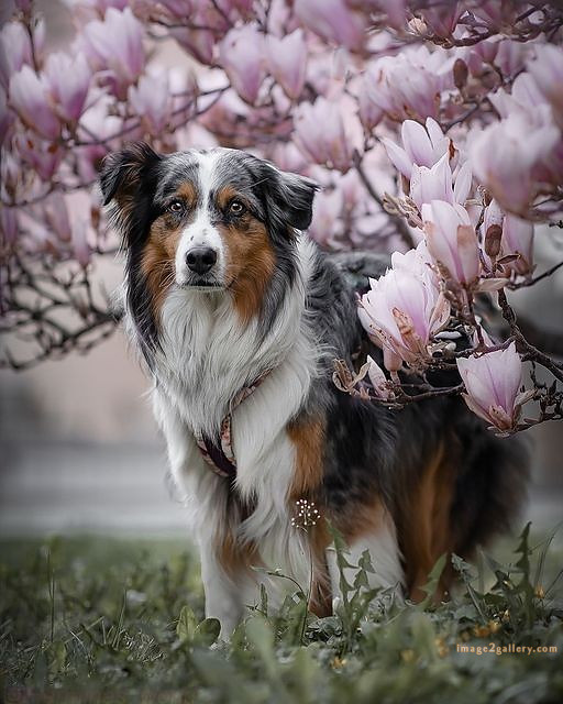 1100+ Dog Images Free Download | Cute Dog Pictures | 524 cute dog photos hd -(16)