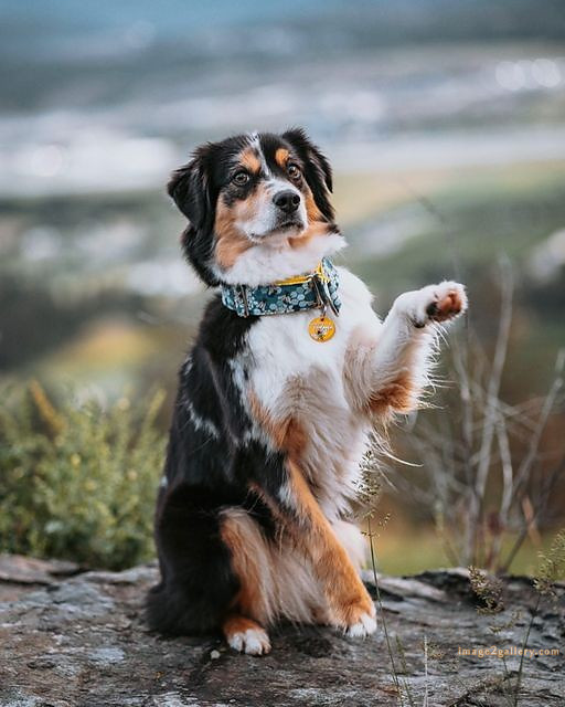 1100+ Dog Images Free Download | Cute Dog Pictures | 523 cute dog photos hd -(17)