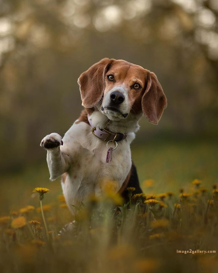 1100+ Dog Images Free Download | Cute Dog Pictures | 522 cute dog photos hd -(18)