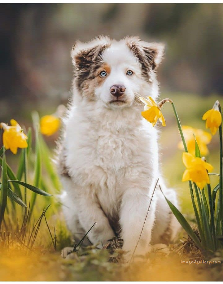 1100+ Dog Images Free Download | Cute Dog Pictures | 521 cute dog photos hd -(19)