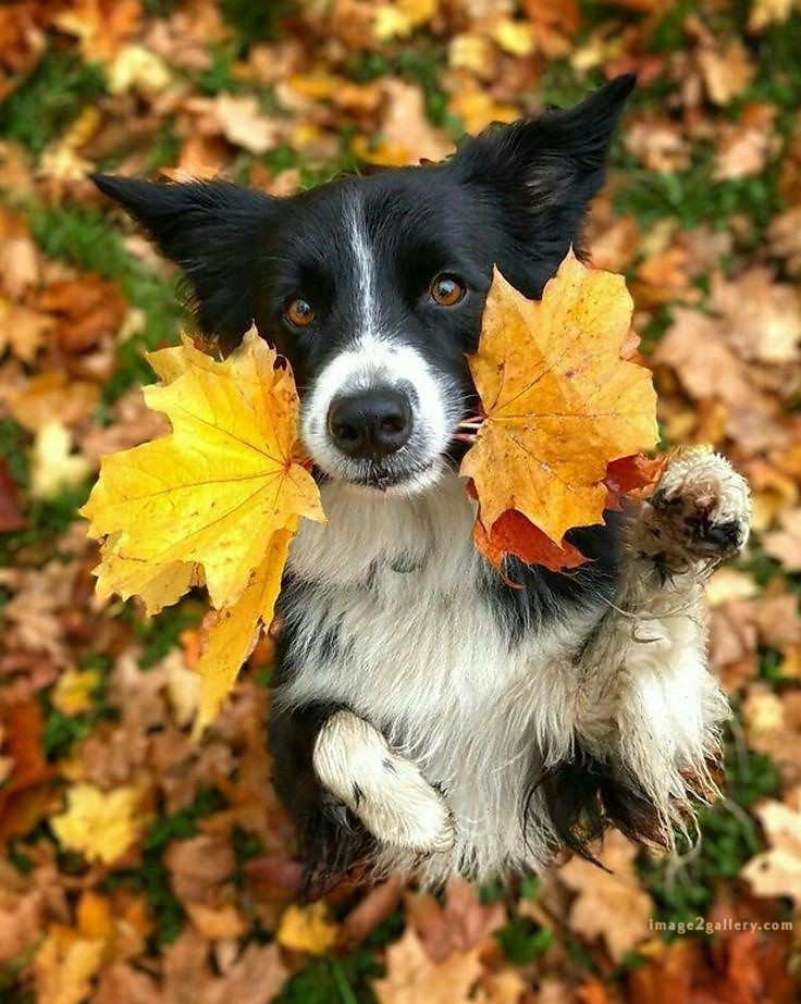 1100+ Dog Images Free Download | Cute Dog Pictures | 538 cute dog photos hd -(4)