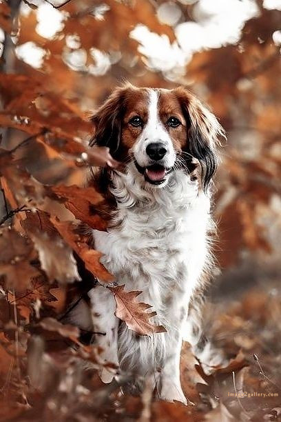 1100+ Dog Images Free Download | Cute Dog Pictures | 539 cute dog photos hd -(5)