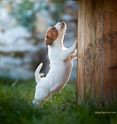 1100+ Dog Images Free Download | Cute Dog Pictures | 534 cute dog photos hd -(6)