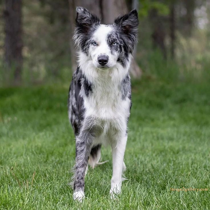 1100+ Dog Images Free Download | Cute Dog Pictures | 531 cute dog photos hd -(9)