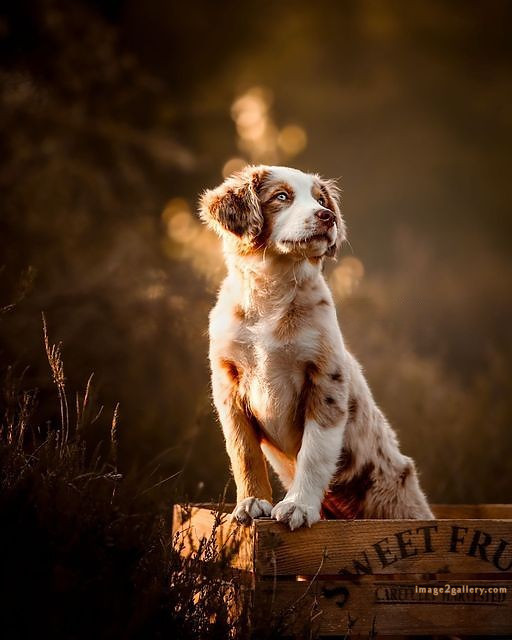1100+ Dog Images Free Download | Cute Dog Pictures | 495 cute dog pictures -