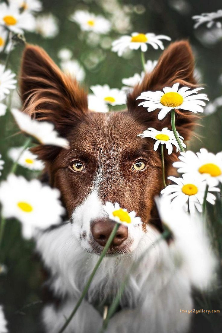 1100+ Dog Images Free Download | Cute Dog Pictures | 516 cute dog pictures -(1)