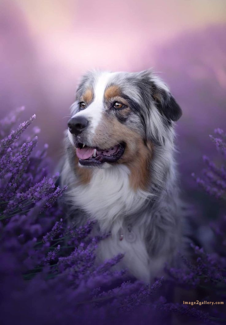1100+ Dog Images Free Download | Cute Dog Pictures | 506 cute dog pictures -(11)