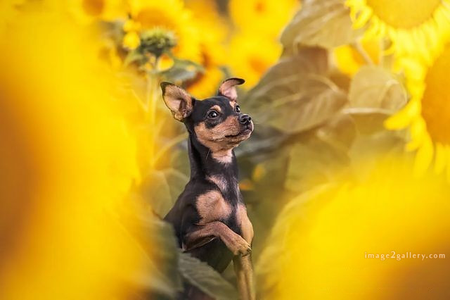 1100+ Dog Images Free Download | Cute Dog Pictures | 509 cute dog pictures -(14)