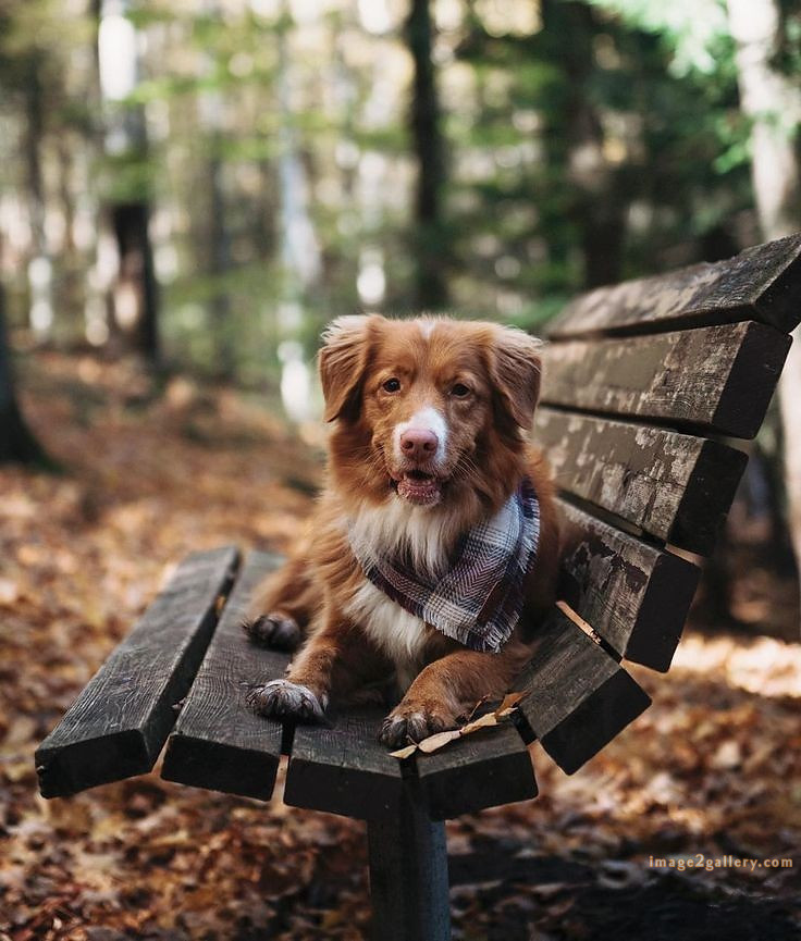 1100+ Dog Images Free Download | Cute Dog Pictures | 500 cute dog pictures -(15)