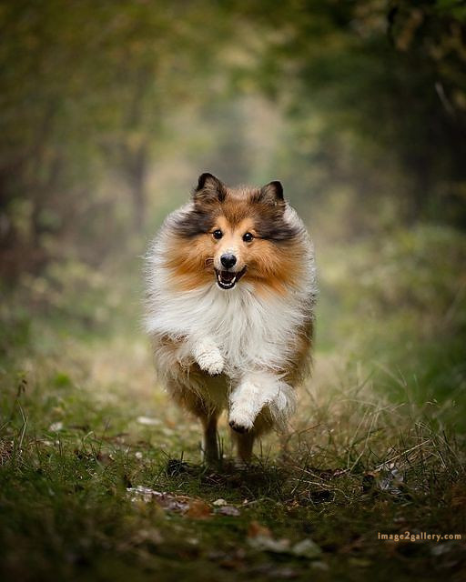 1100+ Dog Images Free Download | Cute Dog Pictures | 502 cute dog pictures -(16)