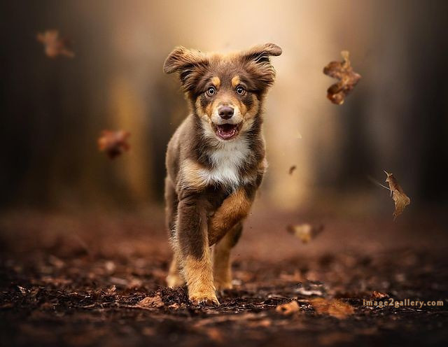 1100+ Dog Images Free Download | Cute Dog Pictures | 501 cute dog pictures -(17)