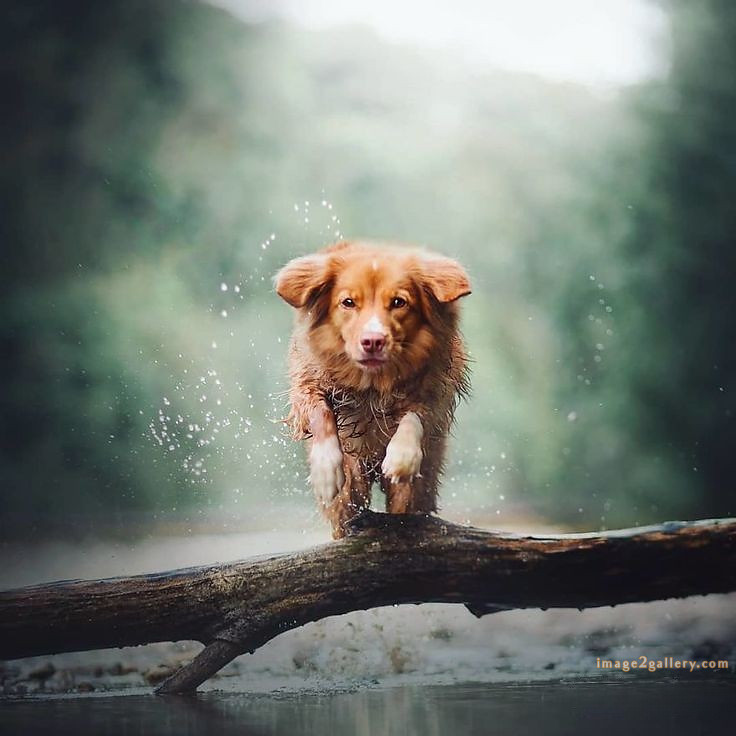 1100+ Dog Images Free Download | Cute Dog Pictures | 503 cute dog pictures -(18)