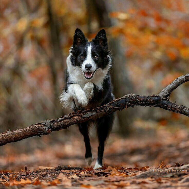 1100+ Dog Images Free Download | Cute Dog Pictures | 517 cute dog pictures -(2)