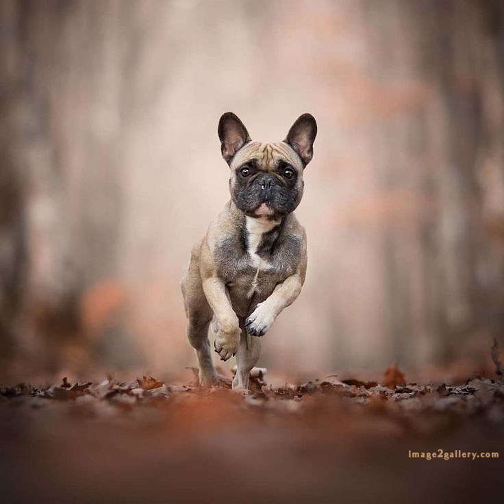 1100+ Dog Images Free Download | Cute Dog Pictures | 518 cute dog pictures -(3)