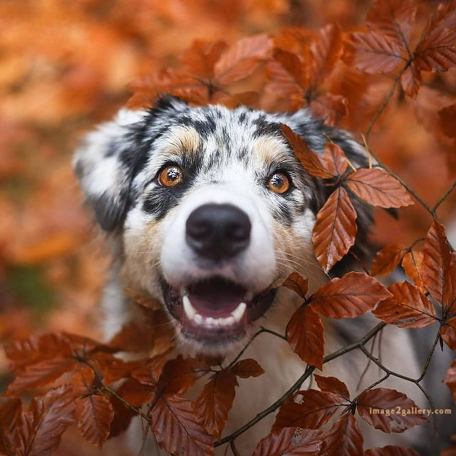 1100+ Dog Images Free Download | Cute Dog Pictures | 510 cute dog pictures -(5)