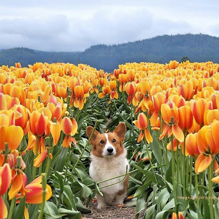 1100+ Dog Images Free Download | Cute Dog Pictures | 512 cute dog pictures -(7)
