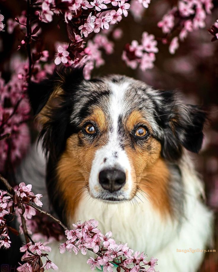 1100+ Dog Images Free Download | Cute Dog Pictures | 513 cute dog pictures -(8)