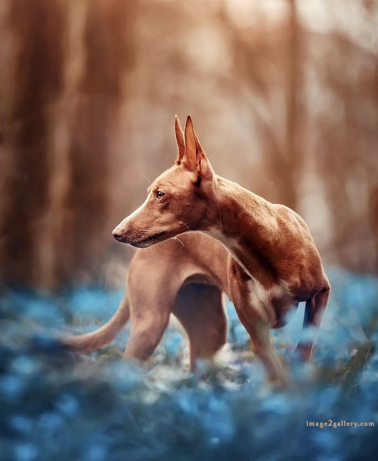 1100+ Dog Images Free Download | Cute Dog Pictures | 514 cute dog pictures -(9)
