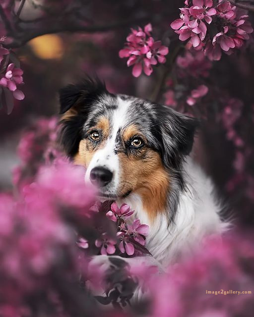 1100+ Dog Images Free Download | Cute Dog Pictures | 476 cute dog pictures black and white -