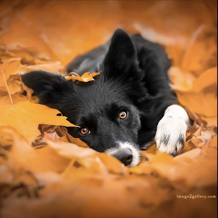 1100+ Dog Images Free Download | Cute Dog Pictures | 504 cute dog pictures black and white -(1)