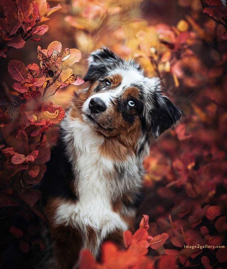 1100+ Dog Images Free Download | Cute Dog Pictures | 494 cute dog pictures black and white -(10)