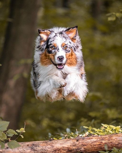 1100+ Dog Images Free Download | Cute Dog Pictures | 487 cute dog pictures black and white -(13)
