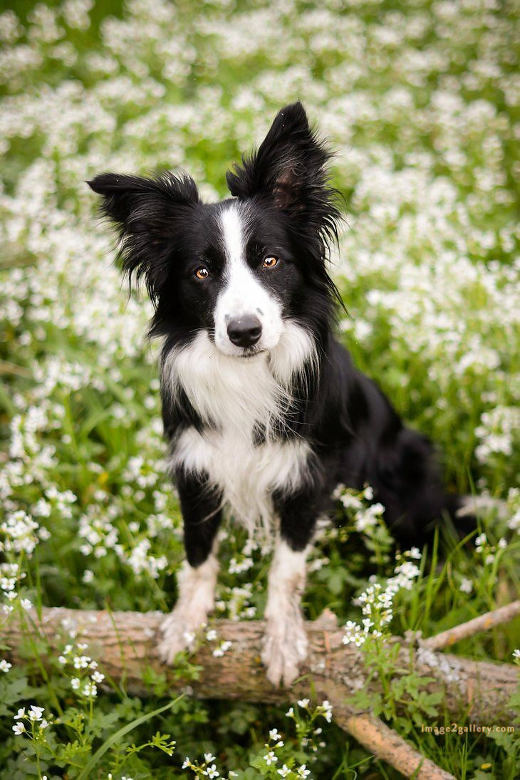 1100+ Dog Images Free Download | Cute Dog Pictures | 489 cute dog pictures black and white -(15)
