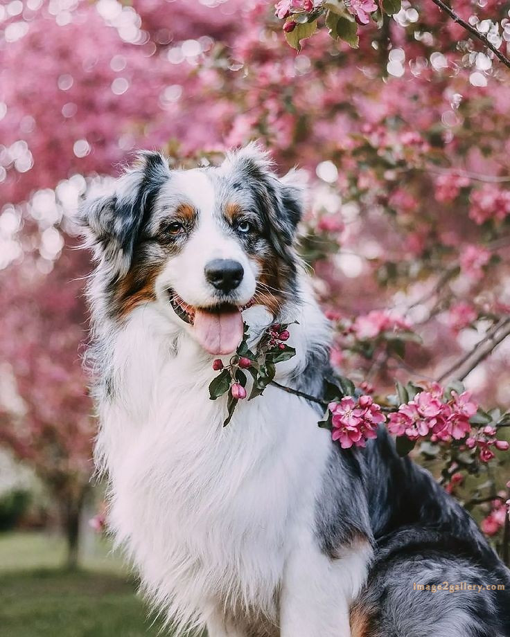 1100+ Dog Images Free Download | Cute Dog Pictures | 481 cute dog pictures black and white -(17)