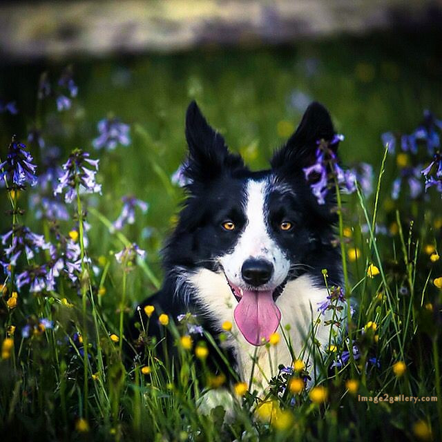 1100+ Dog Images Free Download | Cute Dog Pictures | 483 cute dog pictures black and white -(18)
