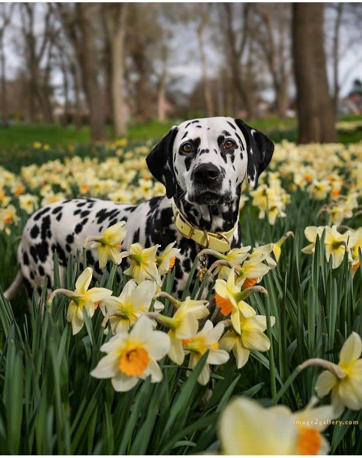1100+ Dog Images Free Download | Cute Dog Pictures | 482 cute dog pictures black and white -(19)