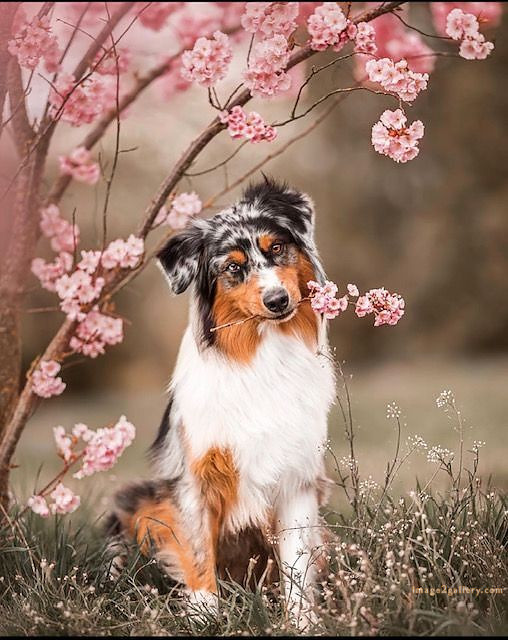 1100+ Dog Images Free Download | Cute Dog Pictures | 496 cute dog pictures black and white -(2)