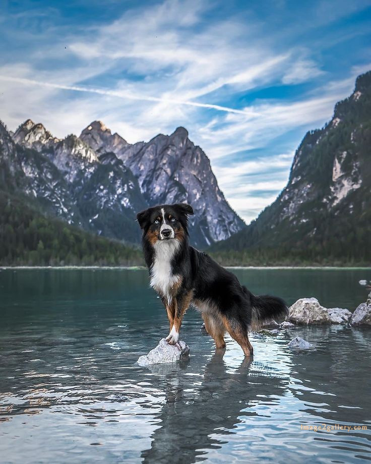 1100+ Dog Images Free Download | Cute Dog Pictures | 479 cute dog pictures black and white -(21)