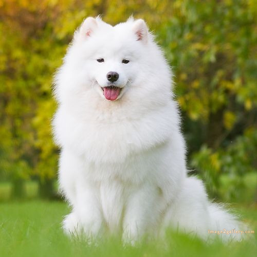 1100+ Dog Images Free Download | Cute Dog Pictures | 499 cute dog pictures black and white -(5)