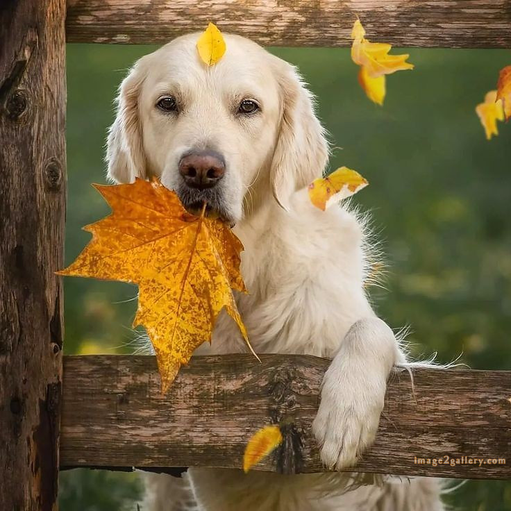 1100+ Dog Images Free Download | Cute Dog Pictures | 492 cute dog pictures black and white -(8)