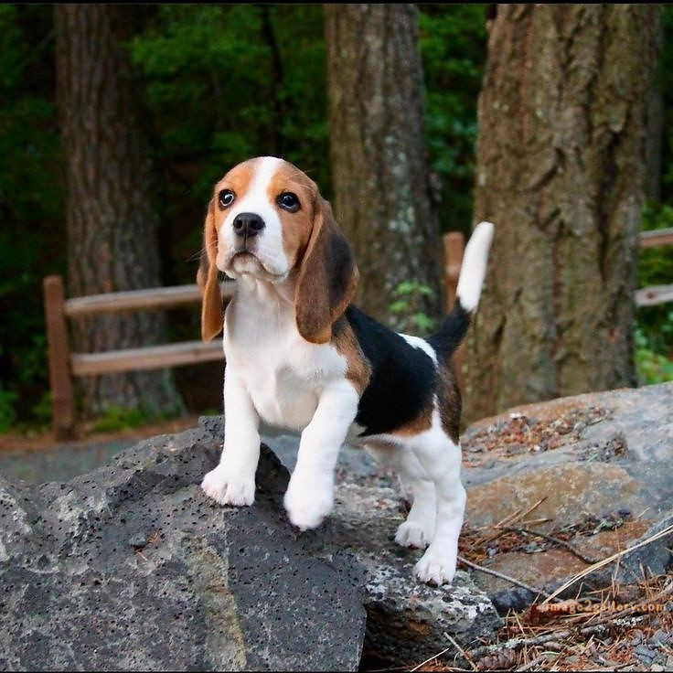 1100+ Dog Images Free Download | Cute Dog Pictures | 463 cute dog puppies images -